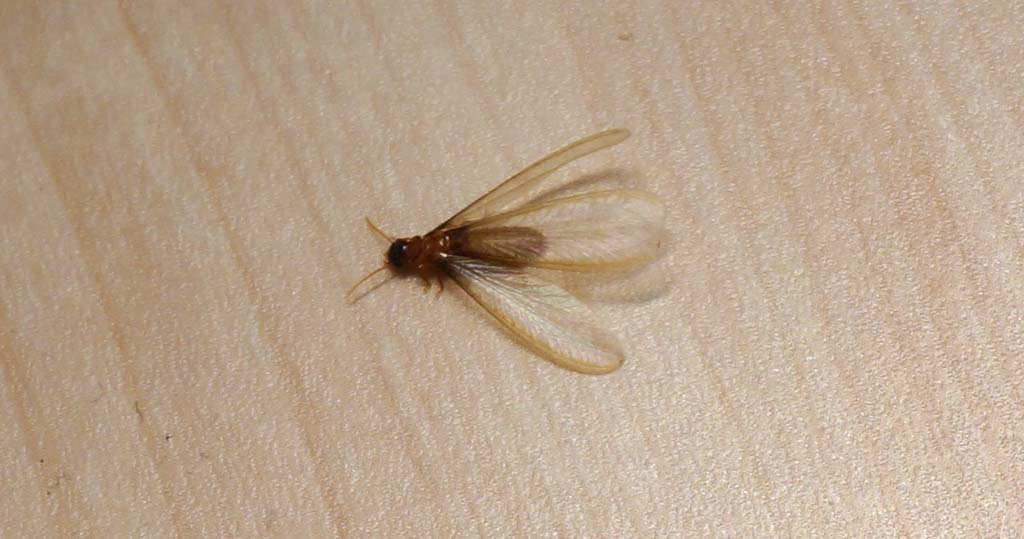 シロアリとよく間違える虫・似た虫を画像で解説。ポイントはハネと触角の形です – いえとちラボ